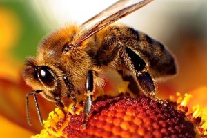 Pszczoła -żródło wikipedia